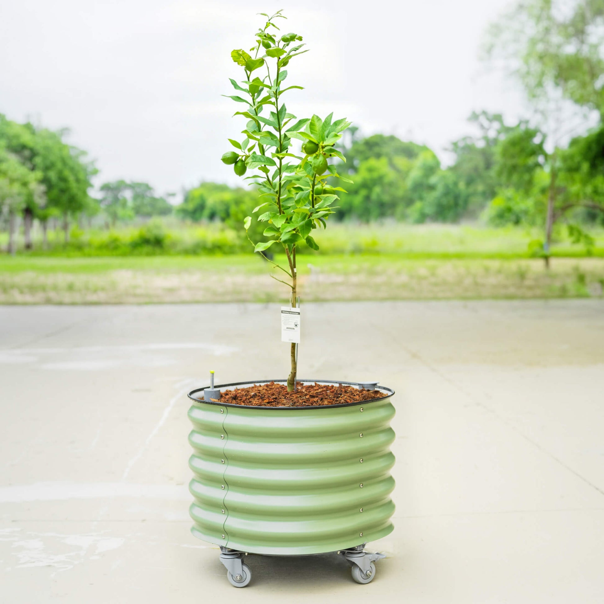 Large wheeled 30-gallon self-watering citrus tree planter with built-in reservoir and sturdy black frame