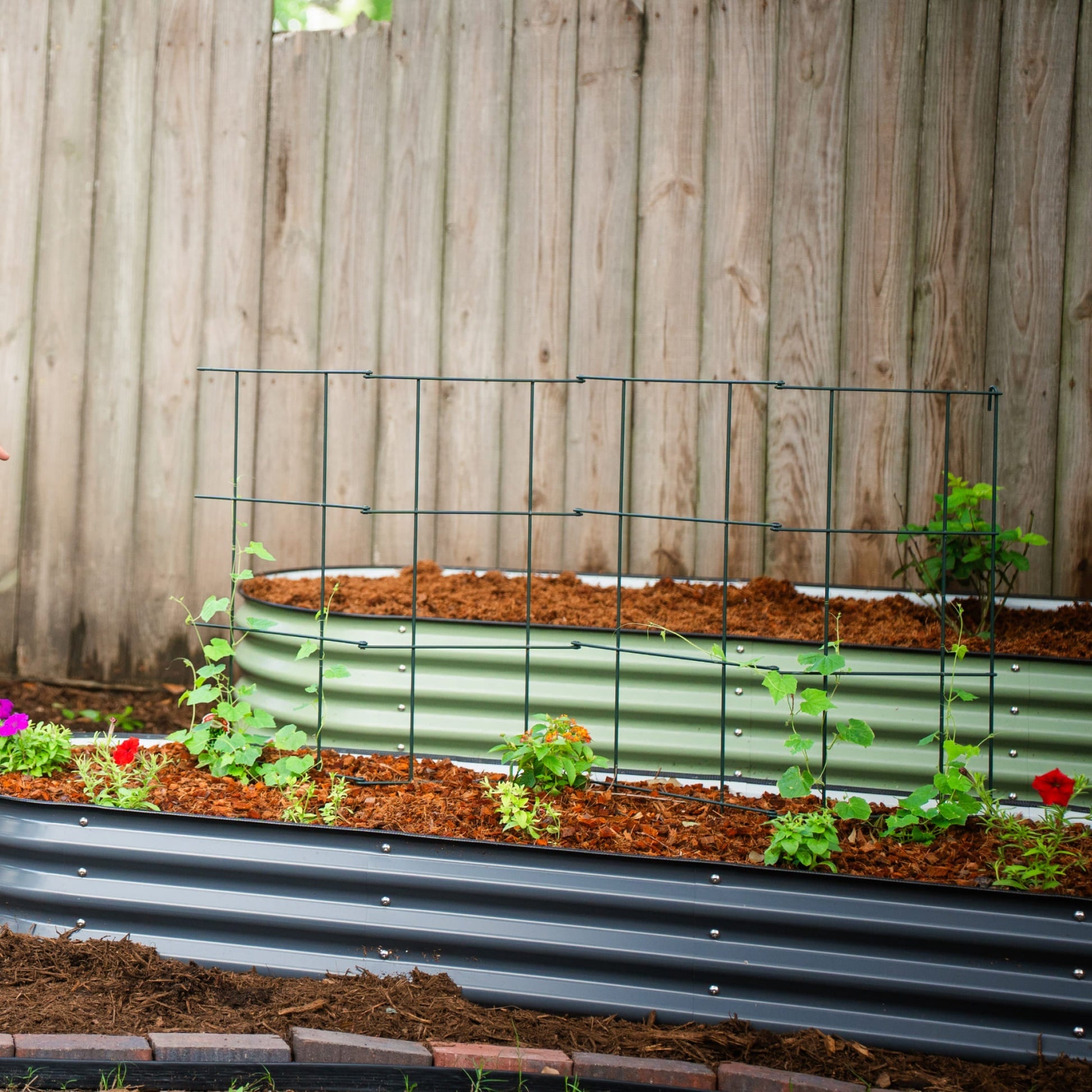 Three 6-tier metal tomato support towers arranged in a garden bed holding climbing tomato plants