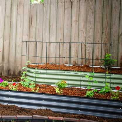Three 6-tier metal tomato support towers arranged in a garden bed holding climbing tomato plants