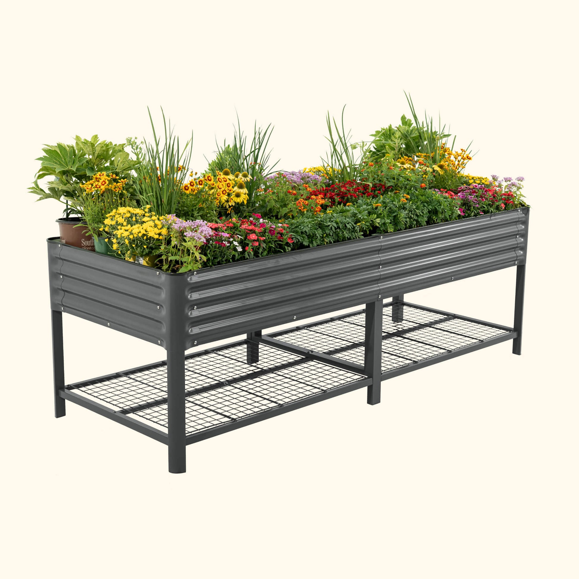 Jumbo elevated wooden garden bed 3 by 8 feet with soil and young vegetable seedlings