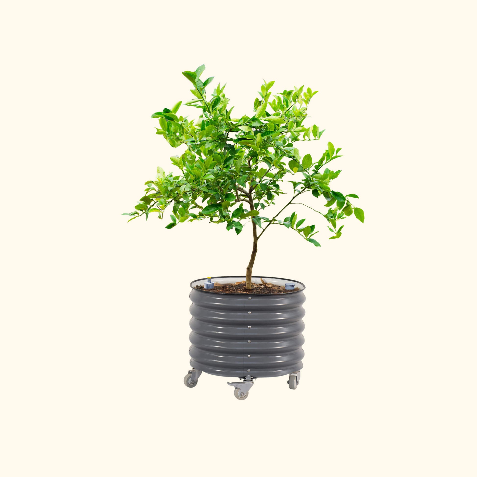 Large wheeled self-watering citrus planter with trellis and young lemon tree in a patio setting