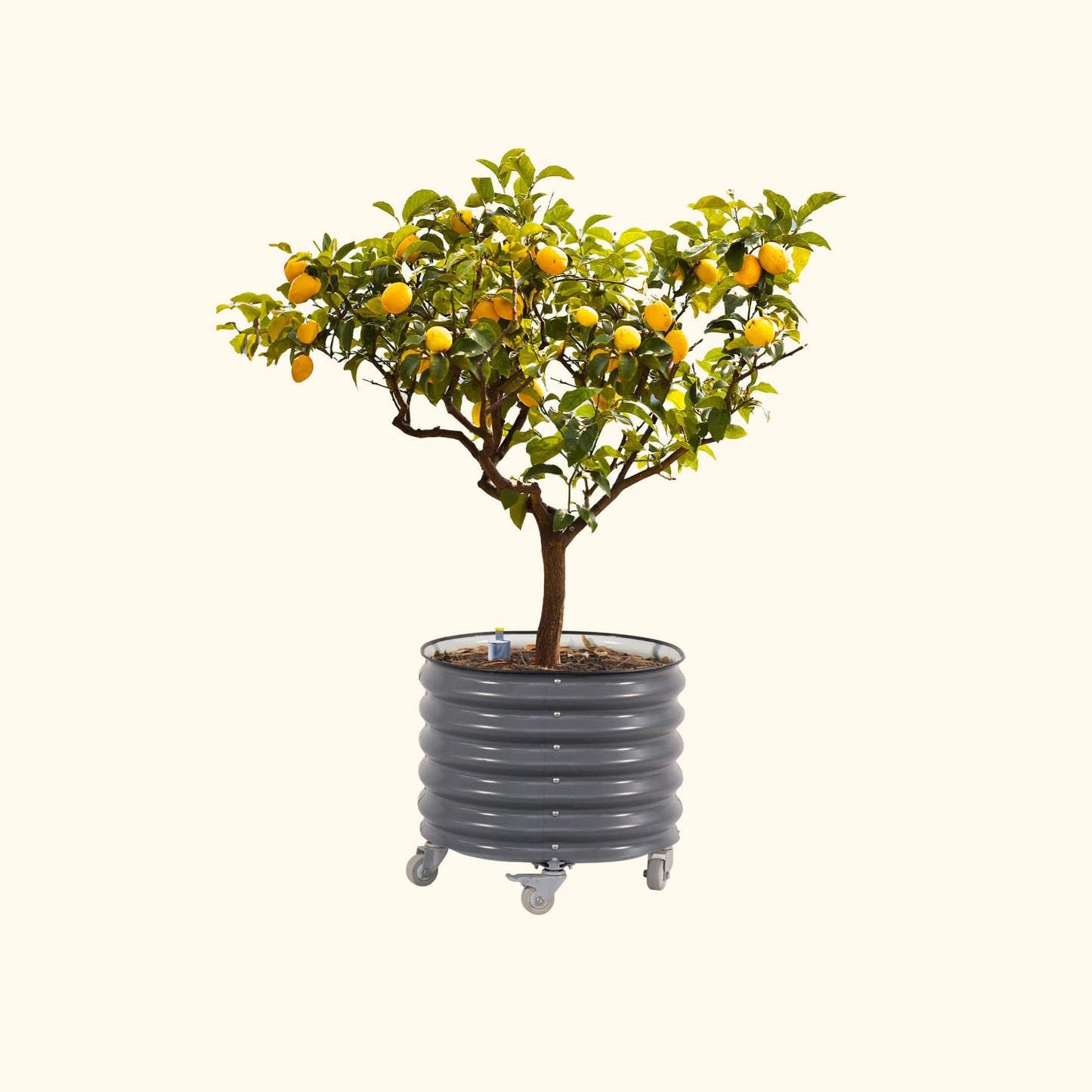Large 30-gallon self-watering rolling planter with citrus tree, glossy green leaves and sturdy caster wheels