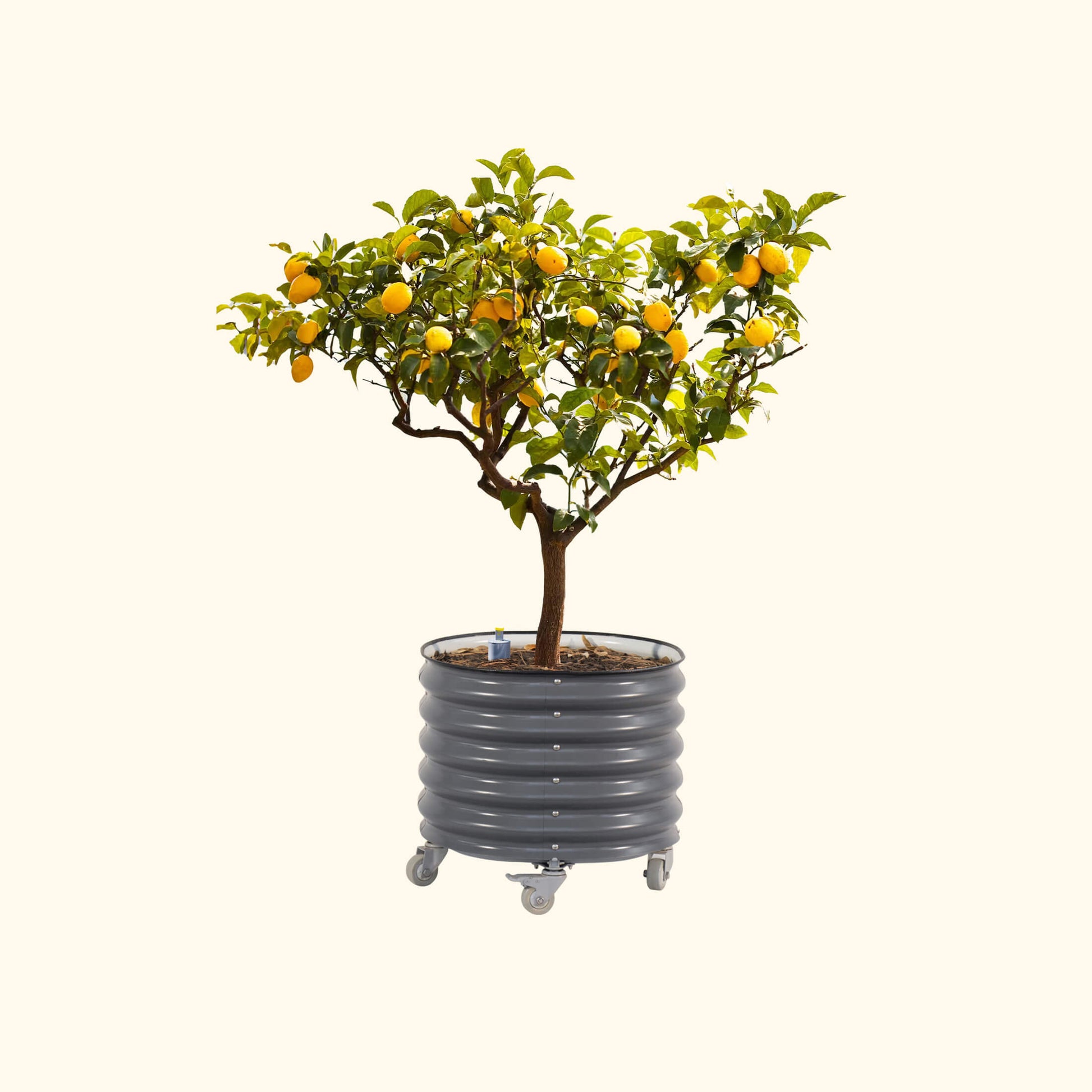 Large 30-gallon self-watering rolling planter with citrus tree, glossy green leaves and sturdy caster wheels