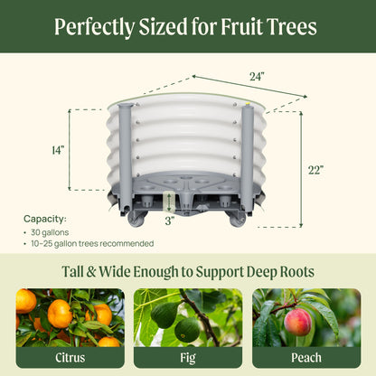 Large rolling self-watering planter on wheels with citrus tree and built-in reservoir for easy indoor/outdoor gardening
