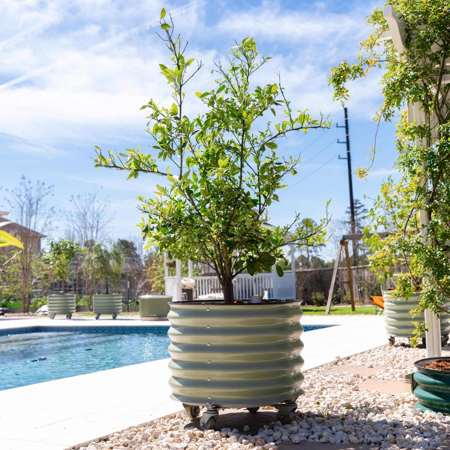 Large 30-gallon self-watering rolling planter on wheels with integrated reservoir for citrus trees
