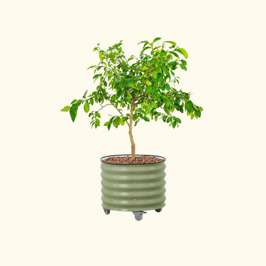 30-gallon classic outdoor rolling citrus tree planter with wheels and textured rim for easy mobility