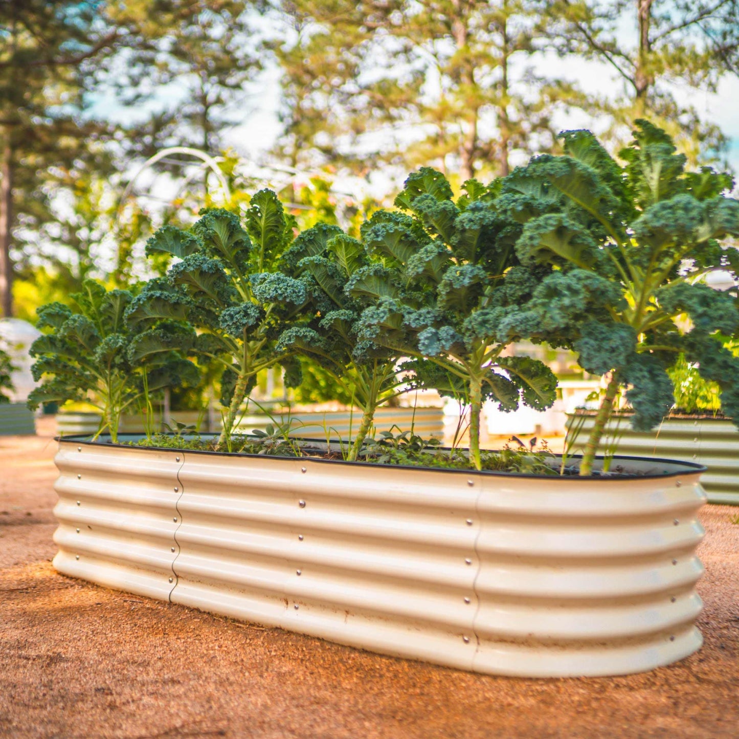 Six-piece modular 17-inch tall metal raised garden bed assembled in medium size with soil and young plants