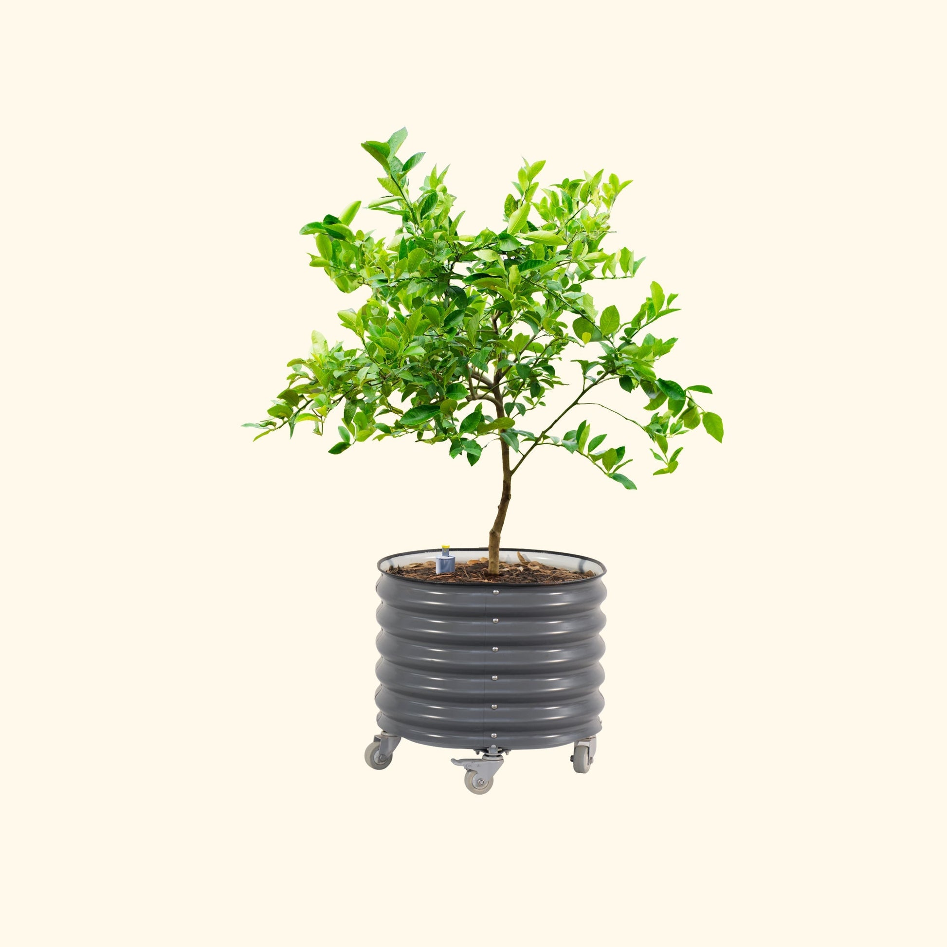 Large rolling 30-gallon self-watering planter with citrus tree, drainage tray and built-in caster wheels