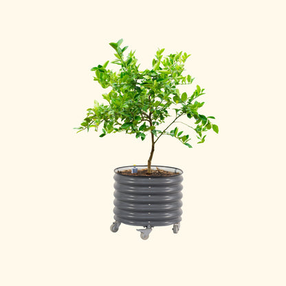 Large rolling 30-gallon self-watering planter with citrus tree, drainage tray and built-in caster wheels