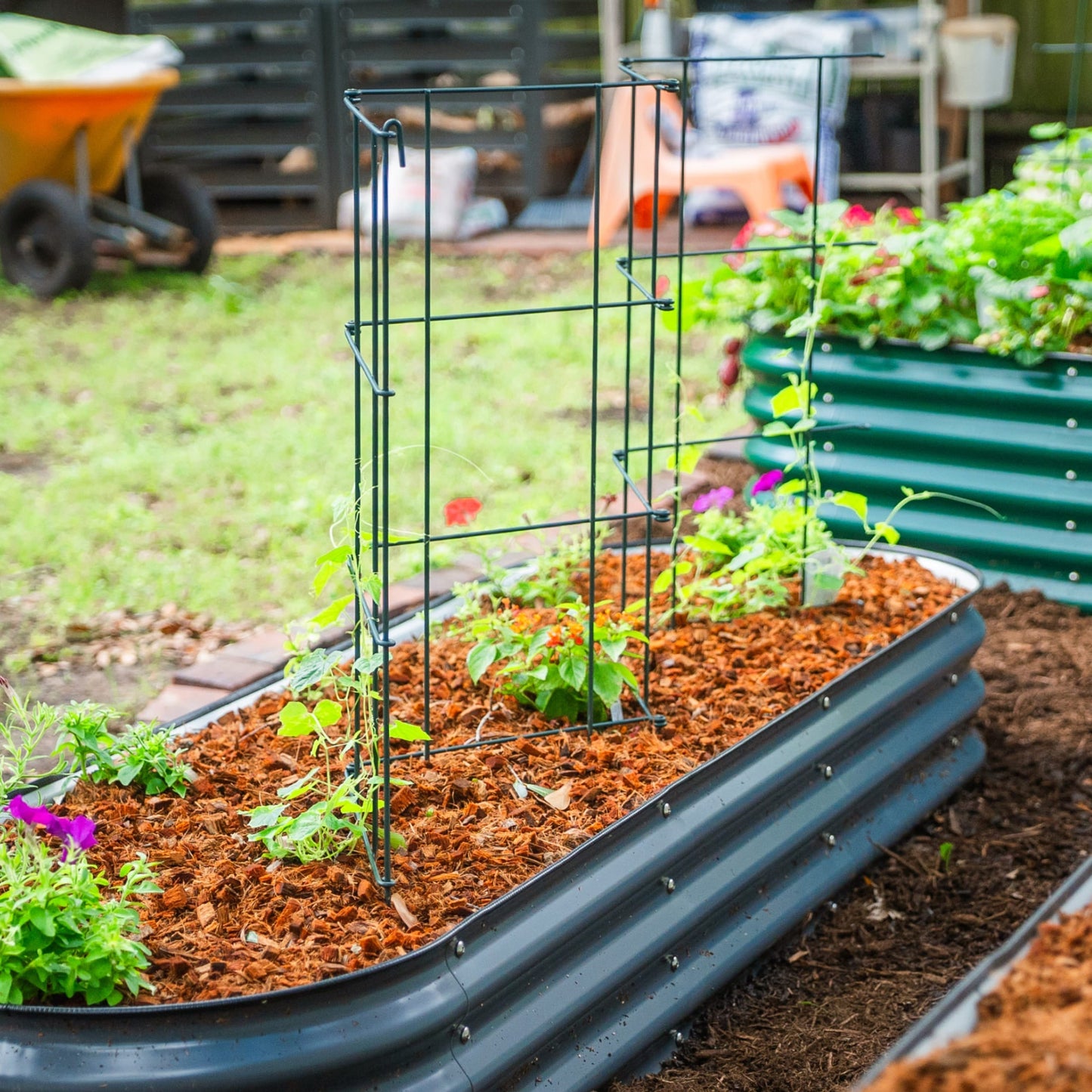 Three 6-tier metal tomato support towers arranged in a garden bed supporting growing tomato plants