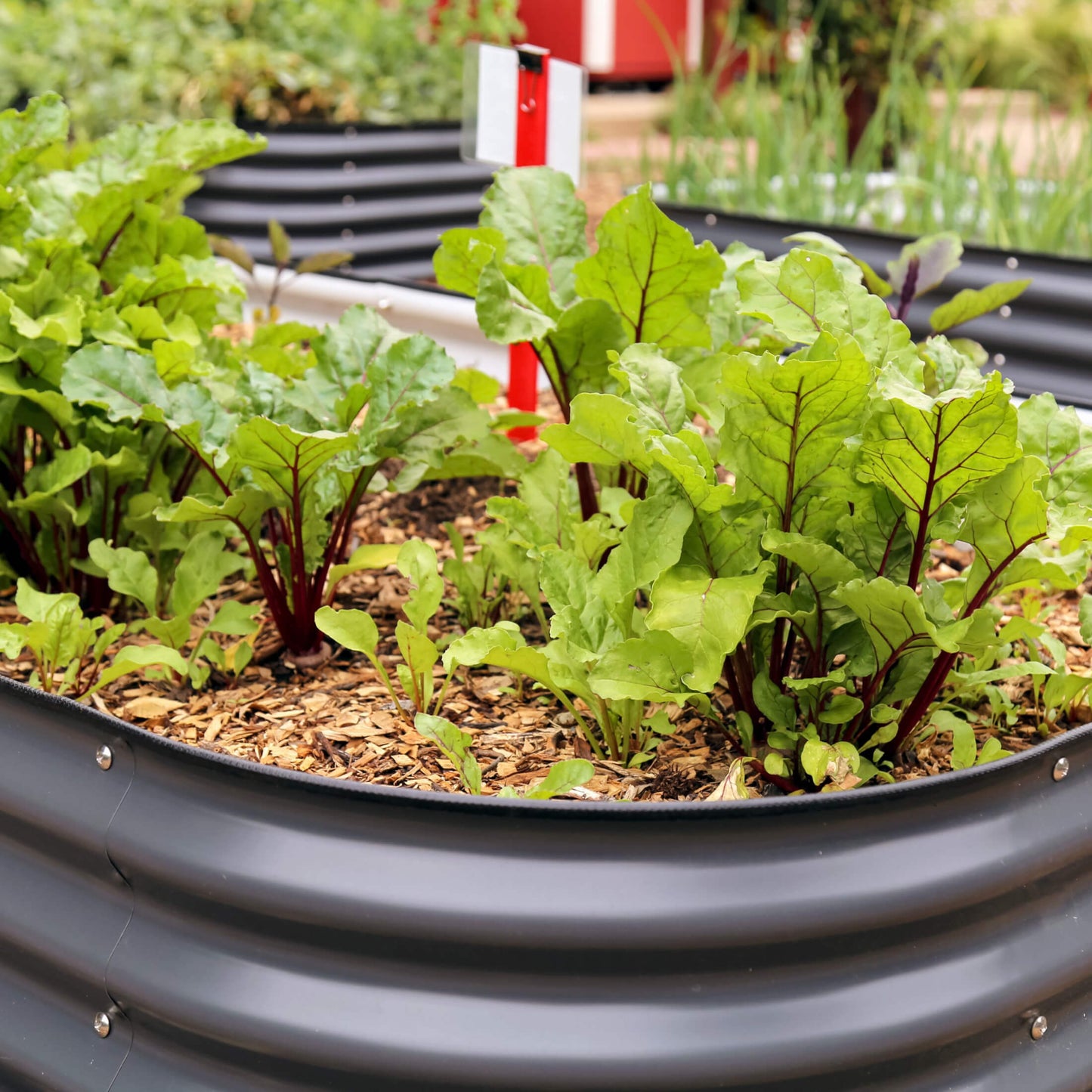Tall modular 10-in-1 metal raised garden bed assembled outdoors with rich soil and vegetable seedlings