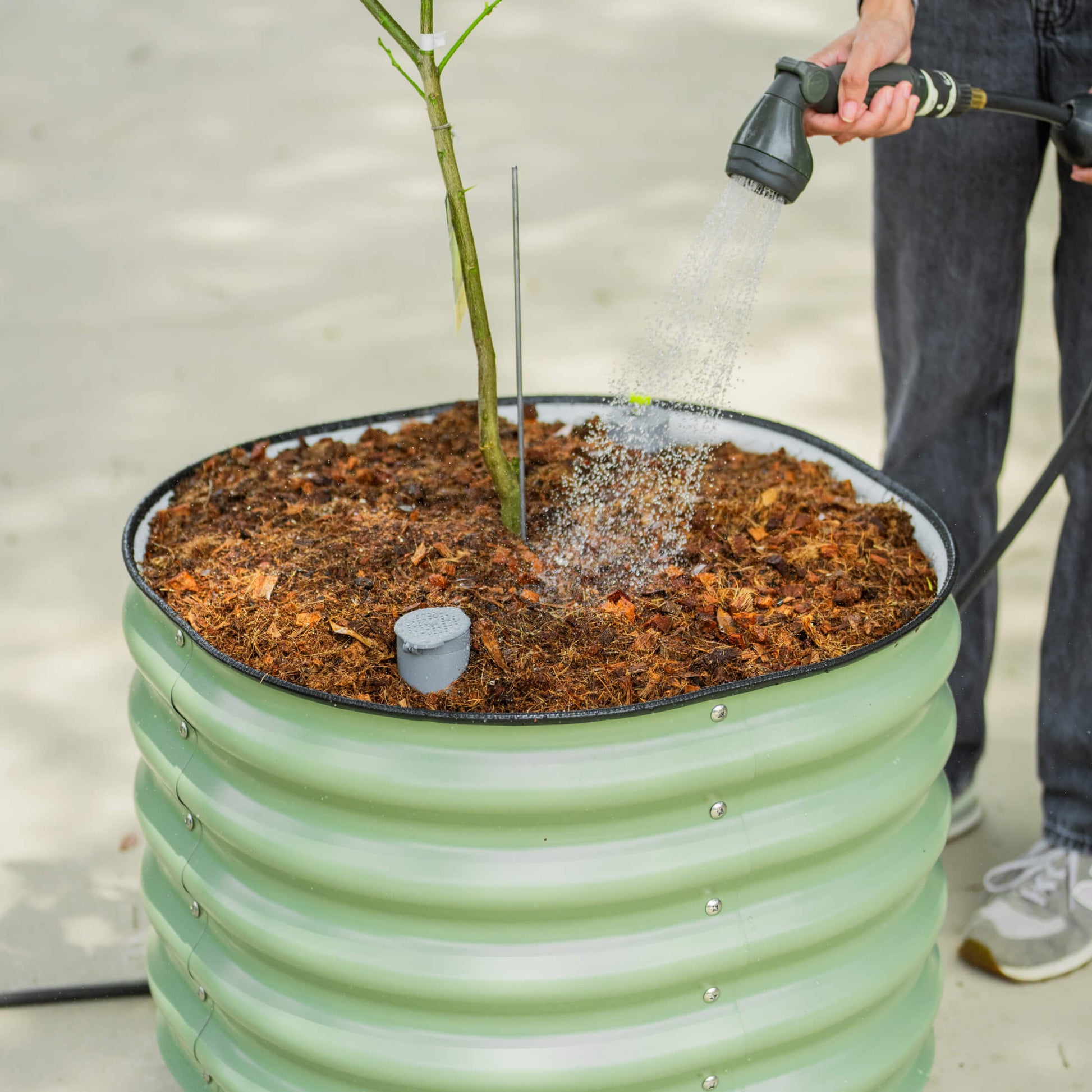 Large 30-gallon rolling self-watering planter with citrus tree and drainage casters for easy mobility