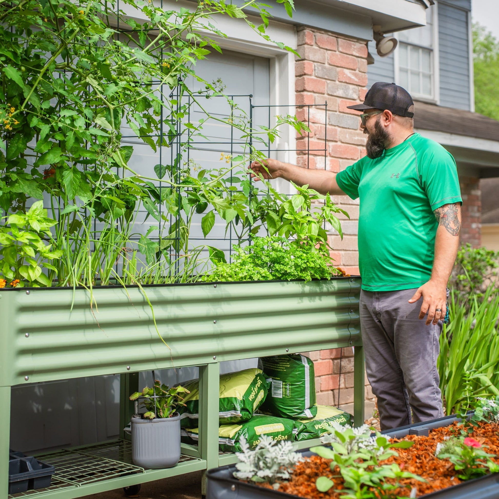 Triple set of six-tier metal tomato support towers with circular rings for climbing plants