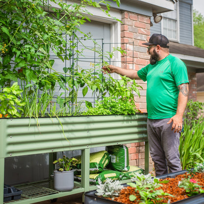 Triple set of six-tier metal tomato support towers with circular rings for climbing plants