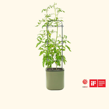 Tall self-watering tomato planter with built-in trellis and lush tomato vines bearing green and red fruit