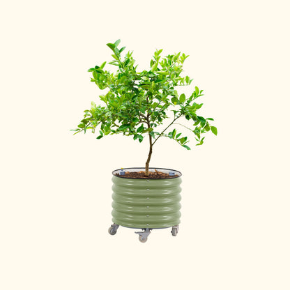 Large wheeled self-watering planter with built-in reservoir holding a citrus tree and leafy foliage
