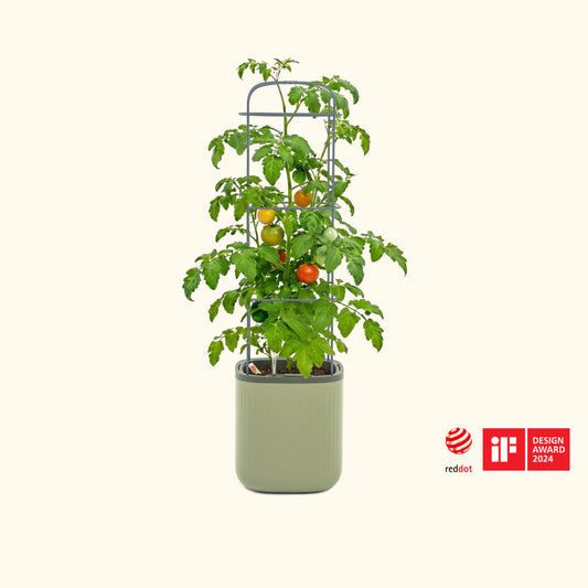 Self-watering outdoor tomato planter with integrated trellis and healthy green tomato plant