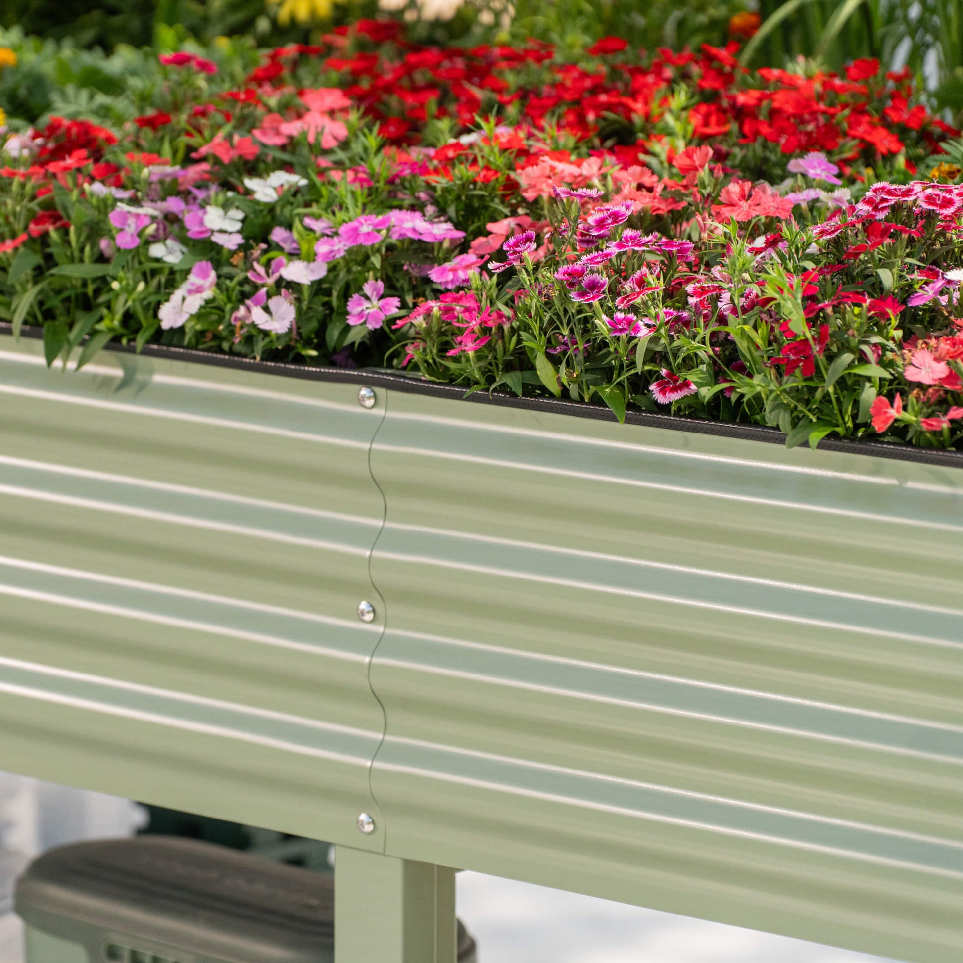 Large elevated wooden garden bed with soil and young vegetable seedlings in a backyard