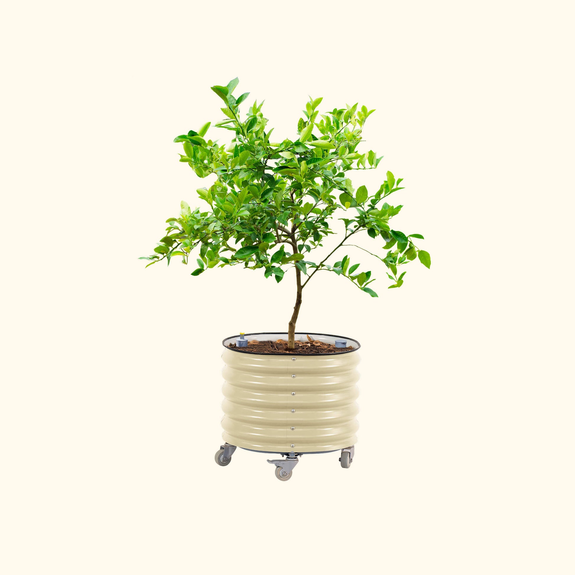 Large 30-gallon rolling self-watering planter with mesh sides and caster wheels, ideal for citrus trees and patio gardening.