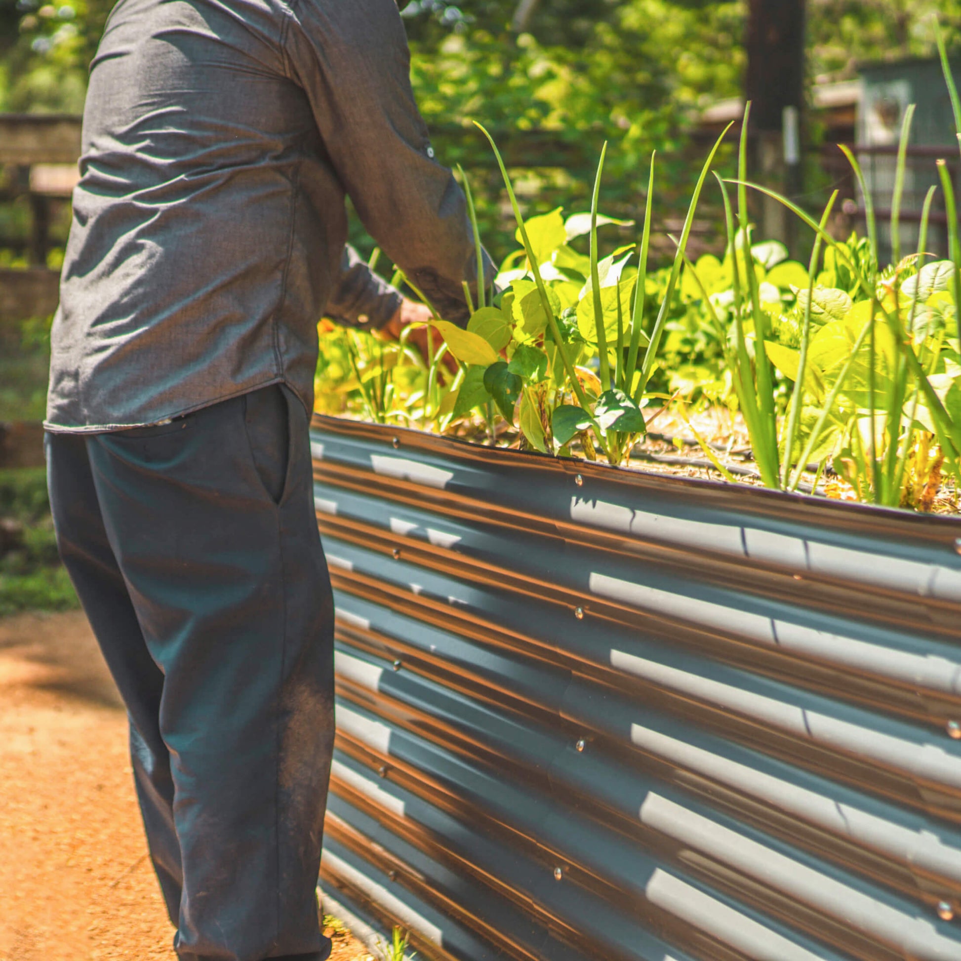 Extra-tall modular metal raised garden bed assembled outdoors with soil and edging panels