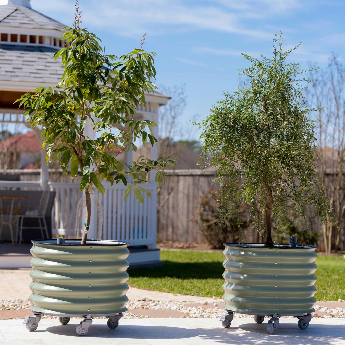 Large 30-gallon self-watering rolling planter with citrus tree, green foliage and mulch visible