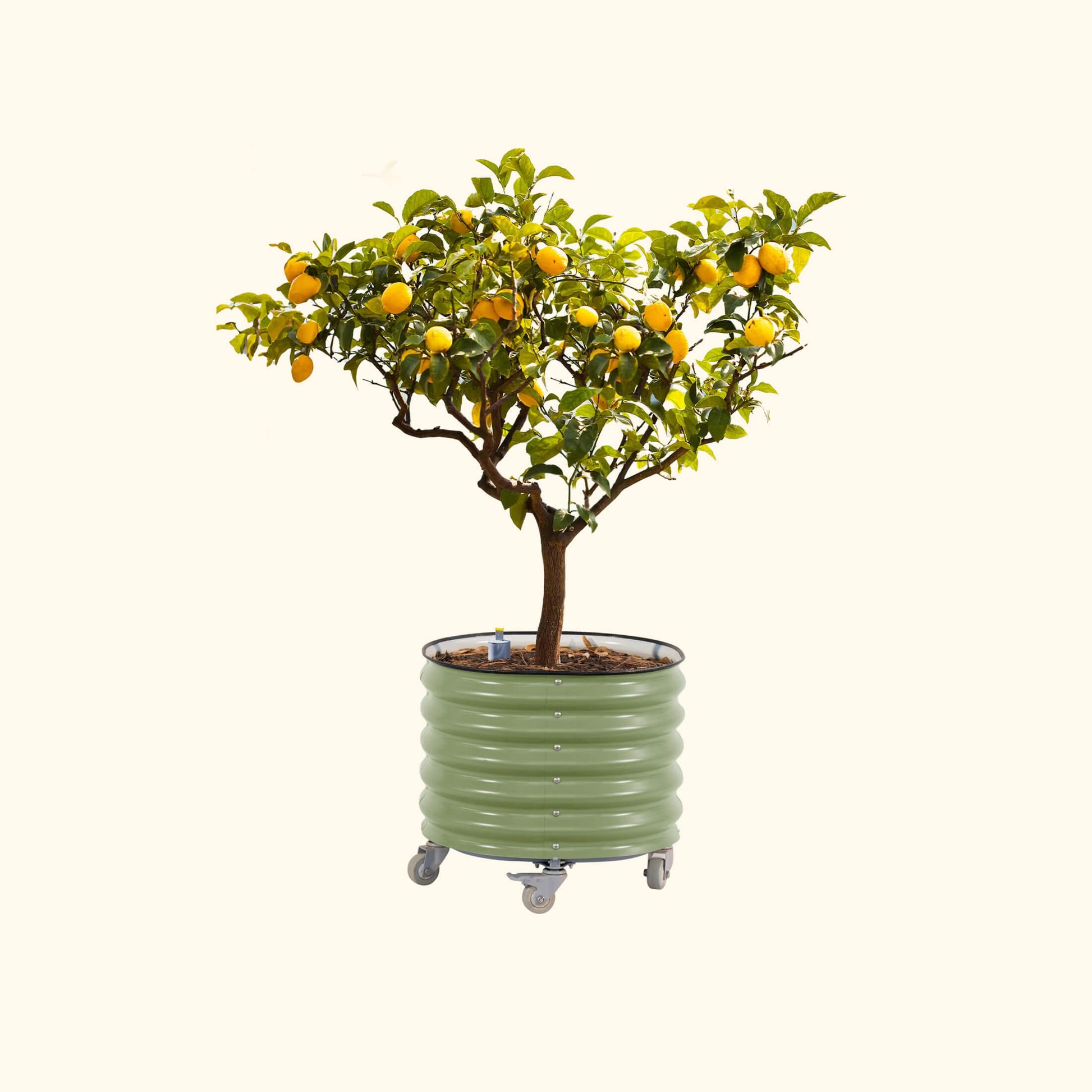 Large 30-gallon self-watering rolling citrus planter with built-in reservoir and caster wheels for easy mobility