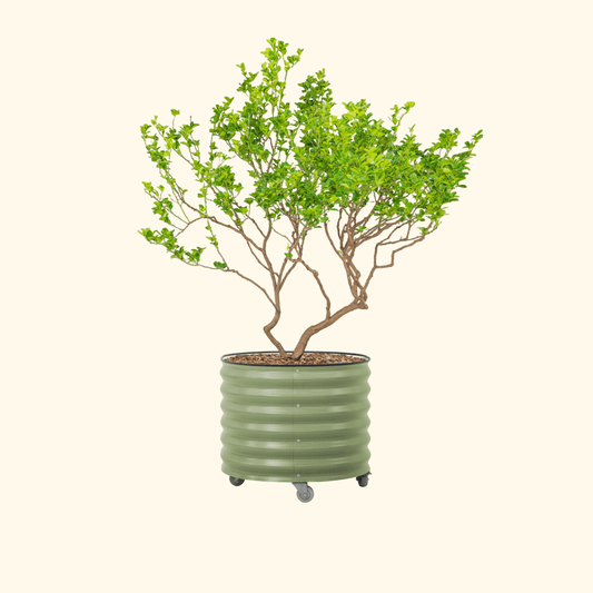 45-gallon rolling citrus tree planter with sturdy metal frame and four caster wheels for easy mobility