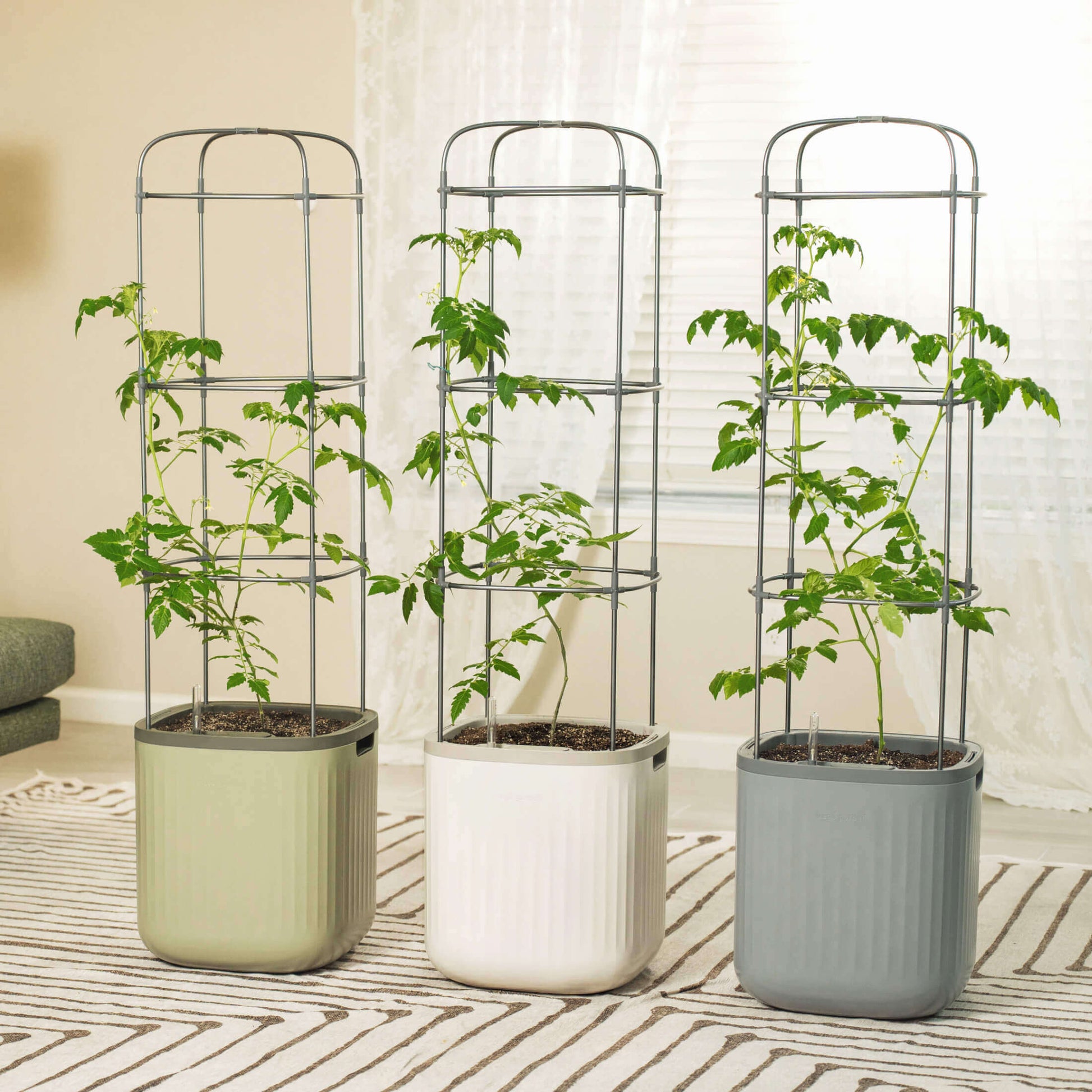 Tomato planter with integrated trellis and water reservoir holding vibrant red tomatoes and healthy green foliage