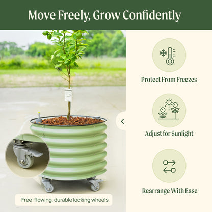 Large 30-gallon rolling self-watering planter with citrus tree, sturdy wheels and built-in water reservoir for easy mobility