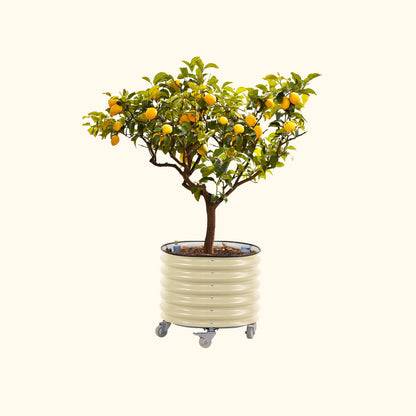 Large wheeled self-watering citrus planter with lattice sides and young potted citrus tree on patio